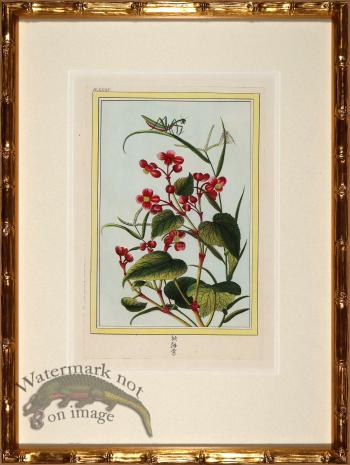 Buchoz Botanicals in Bamboo 11